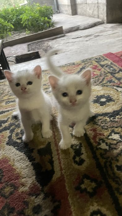 Отдам котят в хорошие руки !!!