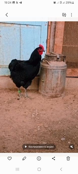 Продам яйца джерсийского гинанта