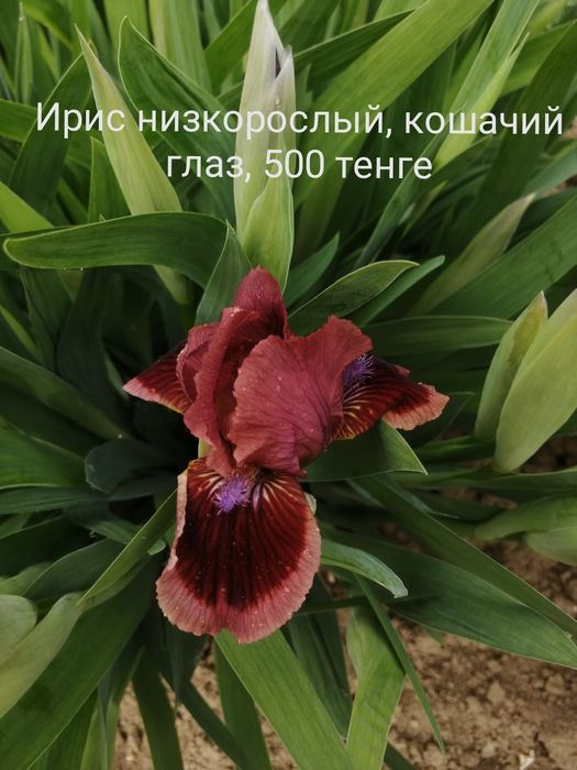 продам ирисы сортовые
