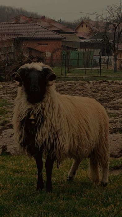 Vând Noatin din oi breze