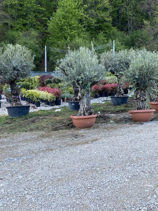 Spirale si plante de toate