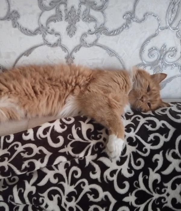 Пропал котик Симба