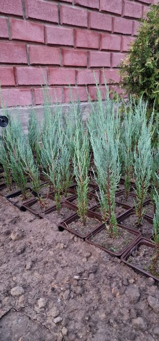 Гортензии в алмате от 2000тг