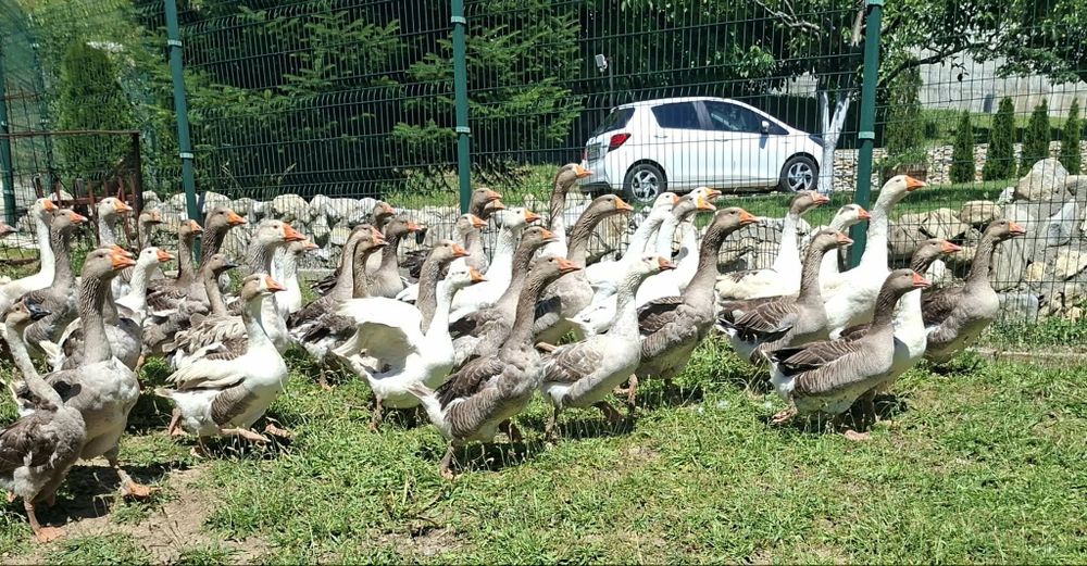 Продавам гъски и гъсета
