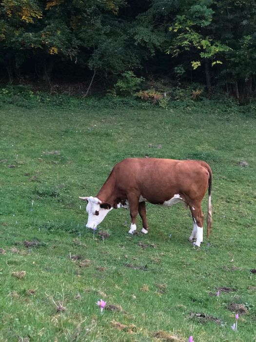 Vaca de vânzare .