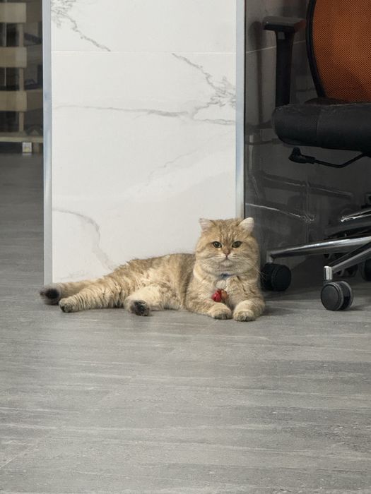 Британская короткошёрстная шиншилла, 1,8 года