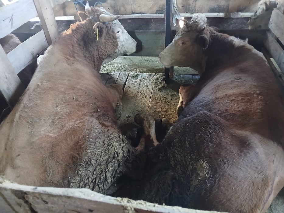 Продаётся бычки породистые