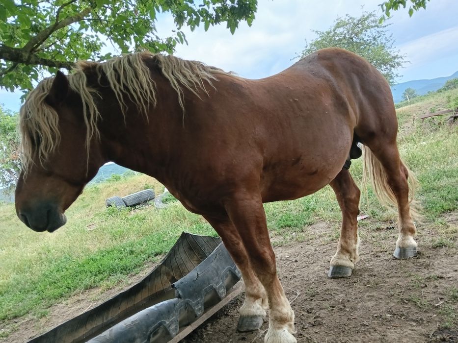 Armăsar de 6 ani