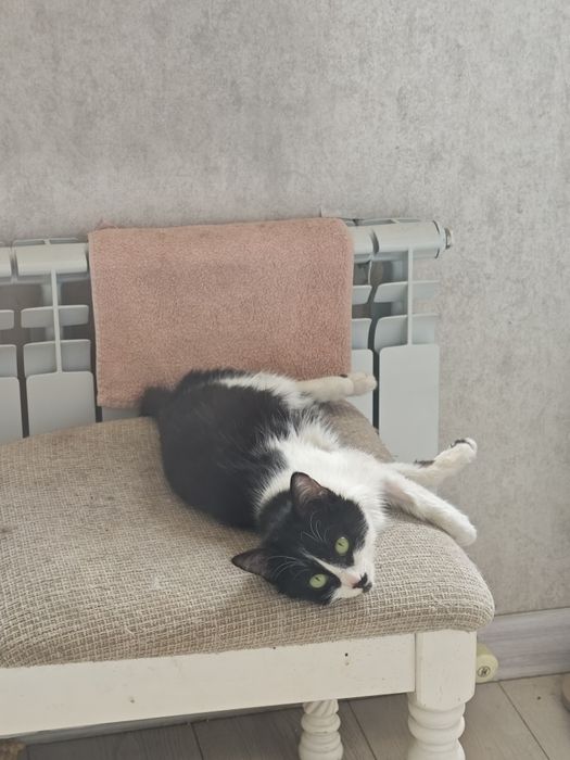 Молодая кошка ищет дом