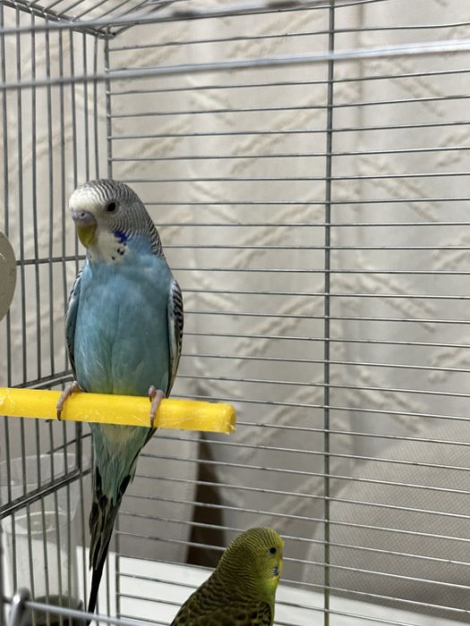 Срочно продам попугай вместе с клеткой