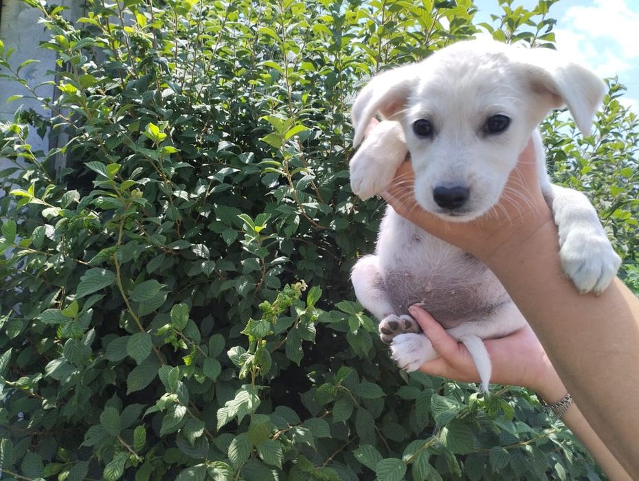 Щенята бесплатно