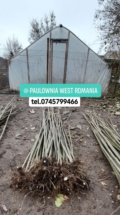 Copacei și butași Paulownia,creștere rapidă direct din pepinieră