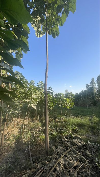 Lola kAshtan pavloniya qayragoch klyon yasen