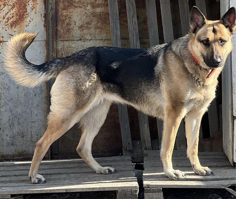 Собака в хорошие руки