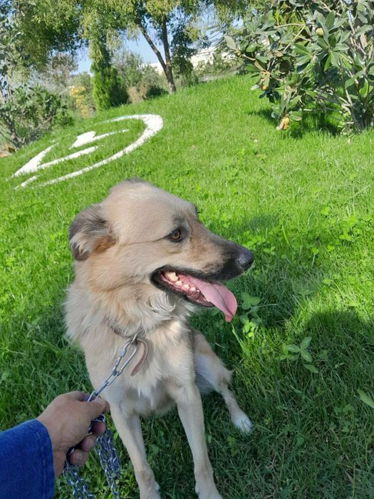 Девочка Дымка ищет семью!