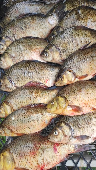 Карась жёлтый ..