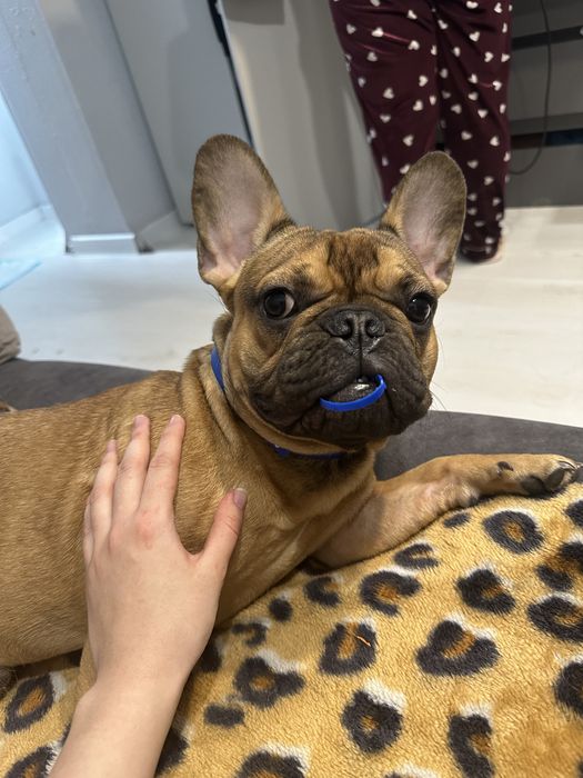 Французский бульдог