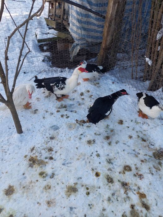 Vand 4 rate mute si 1 ratoi