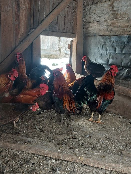 Vând găini talie mică