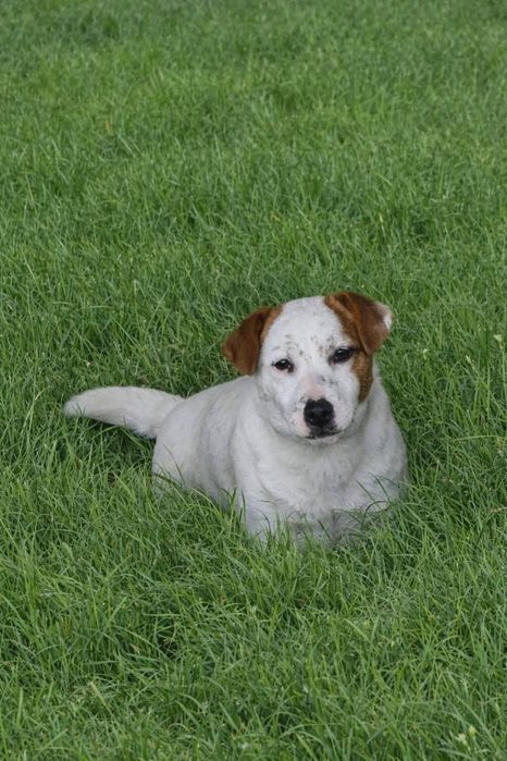 Джак Ръсел териер