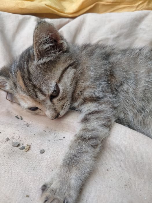 Котята в хорошие руки