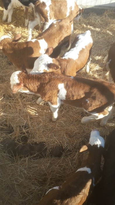 Vand vitel baltata românească