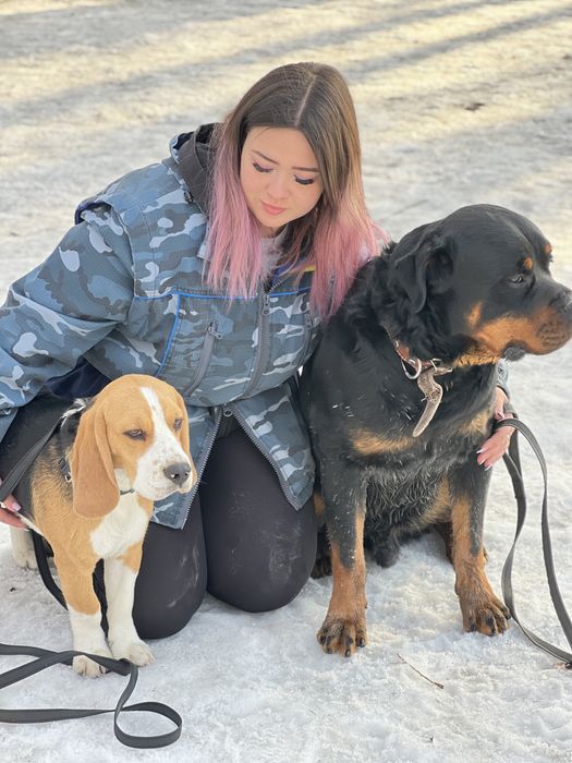 Кобель ротвейлер на вязку