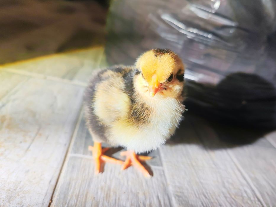 Pui Brahma, Wyandotte GSG, Pita Pinta