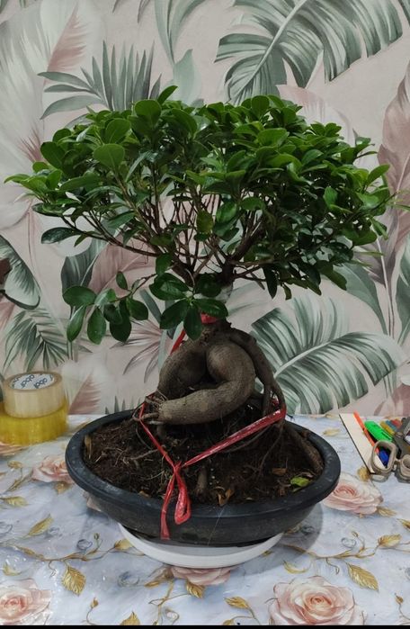 Комнатные растения