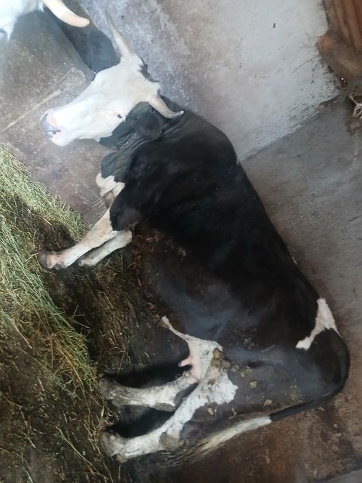 Vand vaca de 4 ani gestanta 8 luni