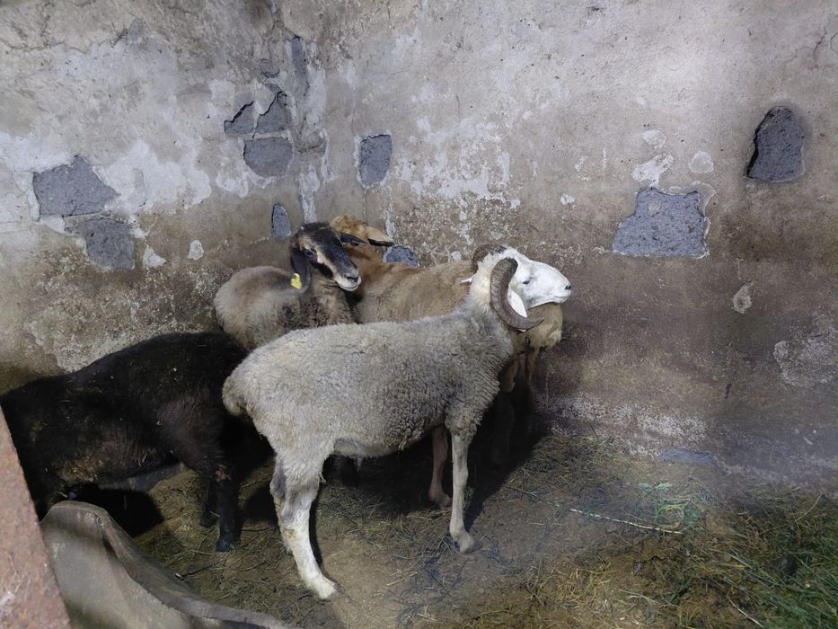 Продам Баранов 41 штук