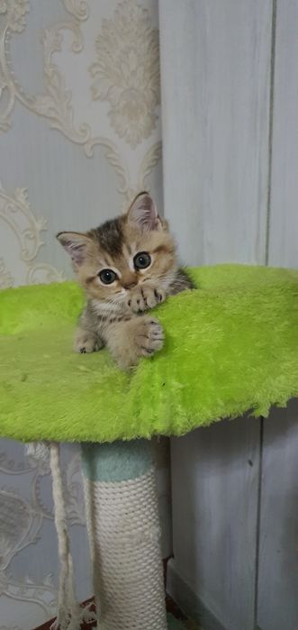 Скотиш страйт мраморная шиншила