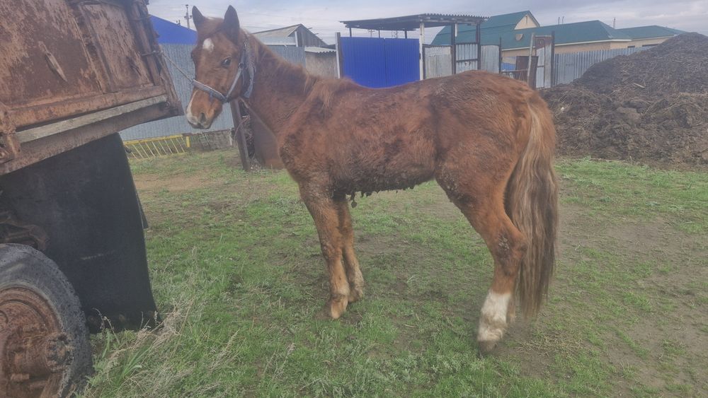 2 жасар құнан сатылады