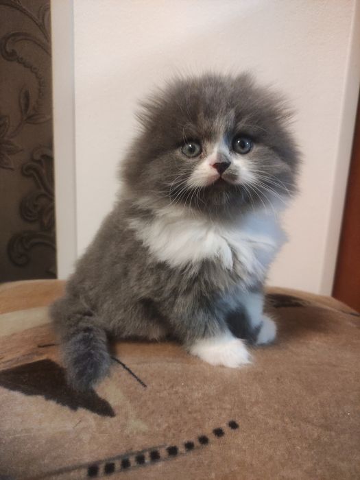 Остался 1 котёнок!