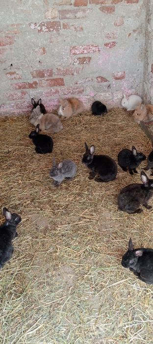 Vând iepurii de casă