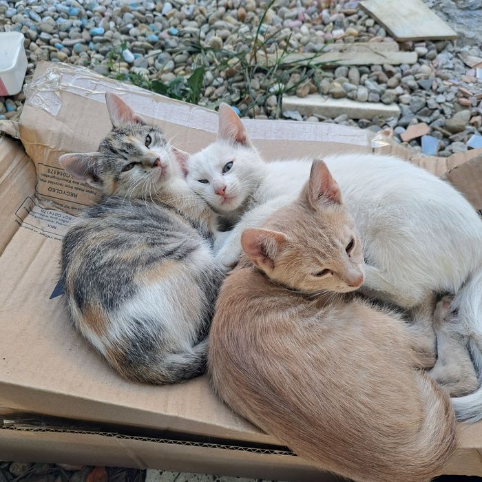 Pisicuțe tinere spre adopție