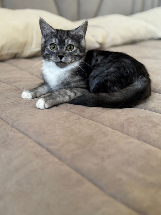 Шикарный пацан ищет добрые руки