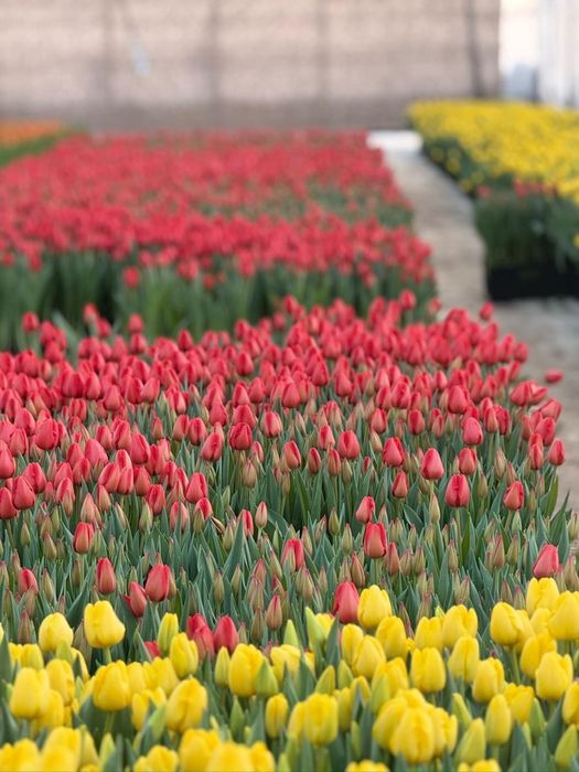 Предзаказ на тюльпаны