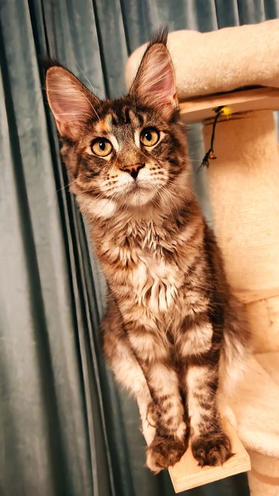 Fetiță Maine Coon cu pedigree
