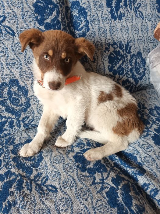 Подарява се бебе Бък