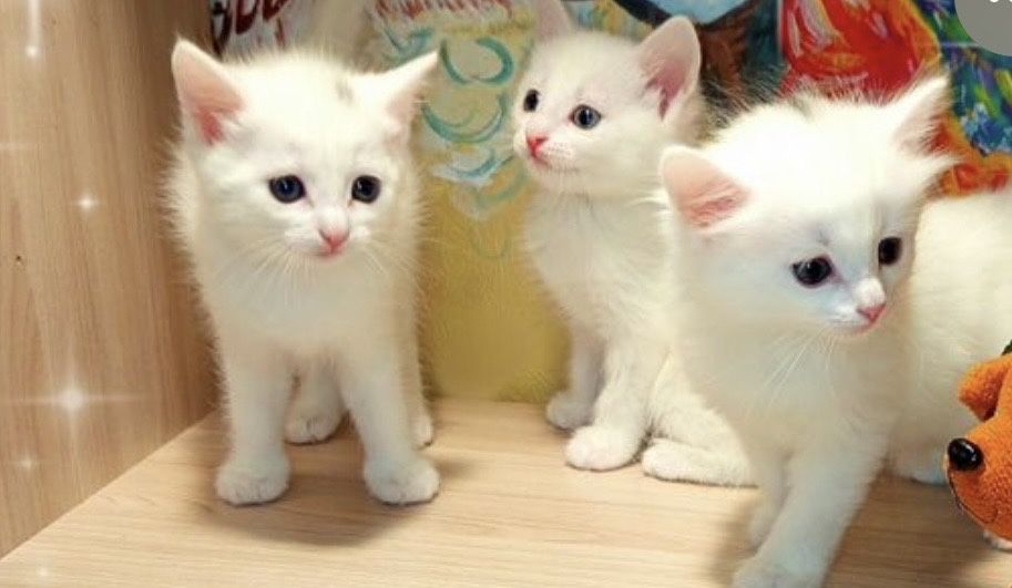Котята турецкая ангора