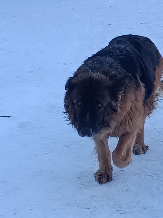 Продажа животных