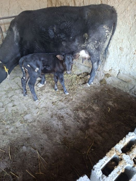 Сигир сутли сигир