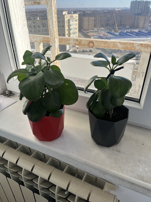 Продам комнатные растения