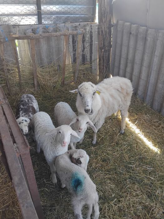De vânzare miei înțărcați