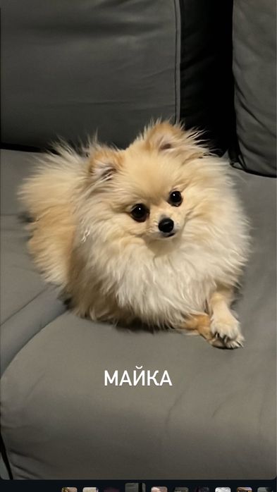 Мини померан бебета
