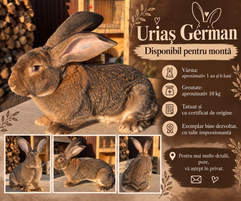 Mascul Uriaș German – disponibil pentru montă