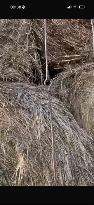 Сено с места 6000