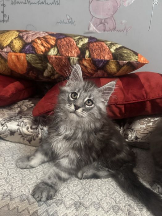 Котята породы мейн-кун