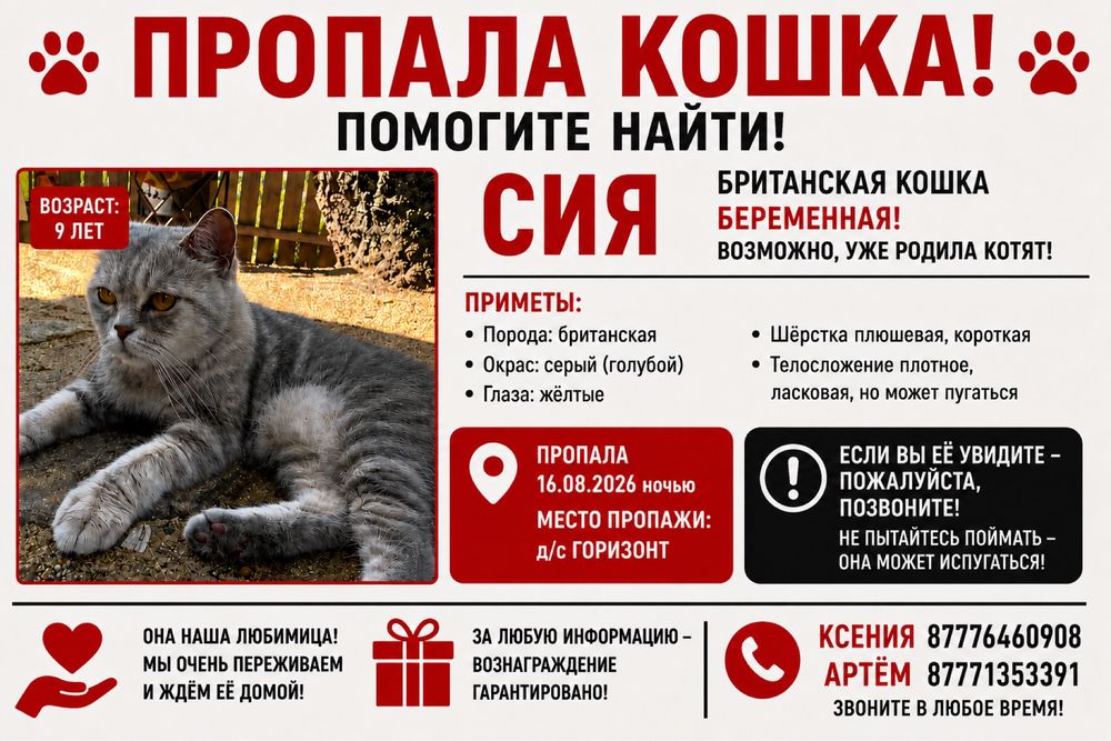 Пропала кошка беременная
